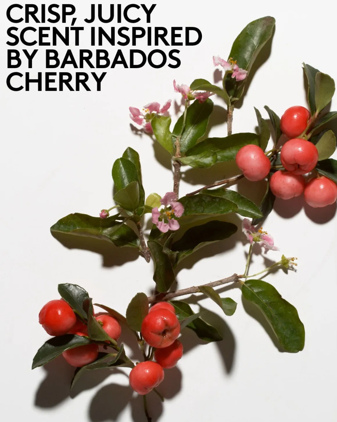 Cherry Dub Triple Action AHA Body Scrub